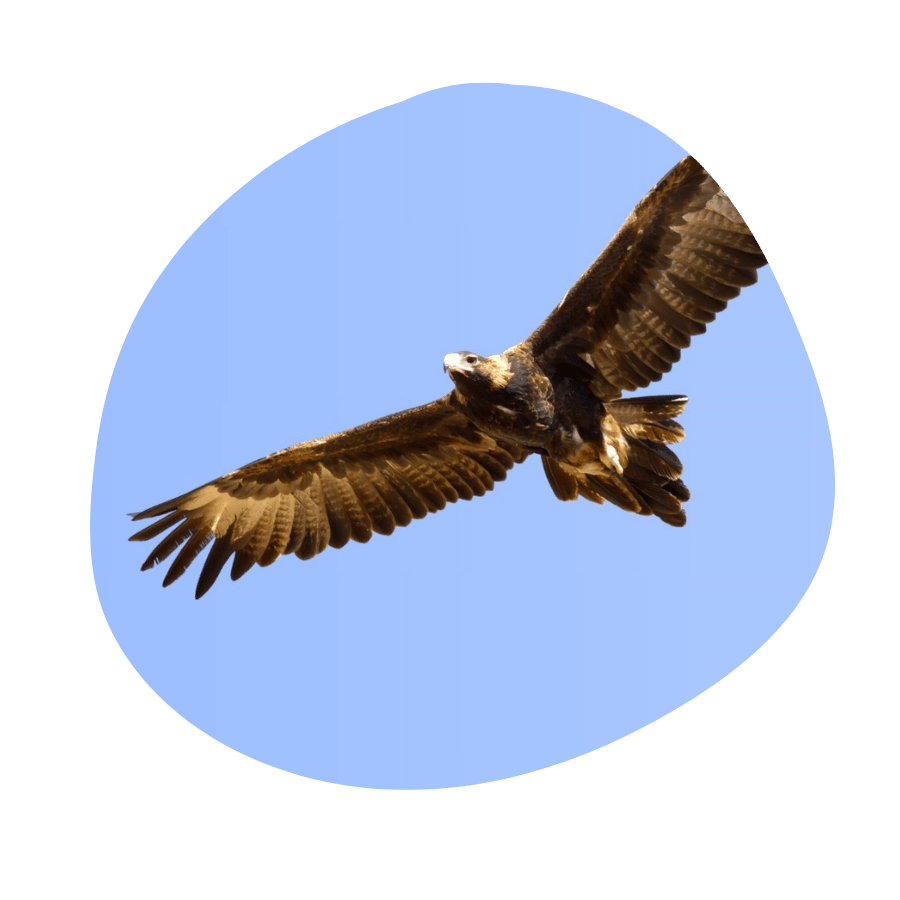 Eagle