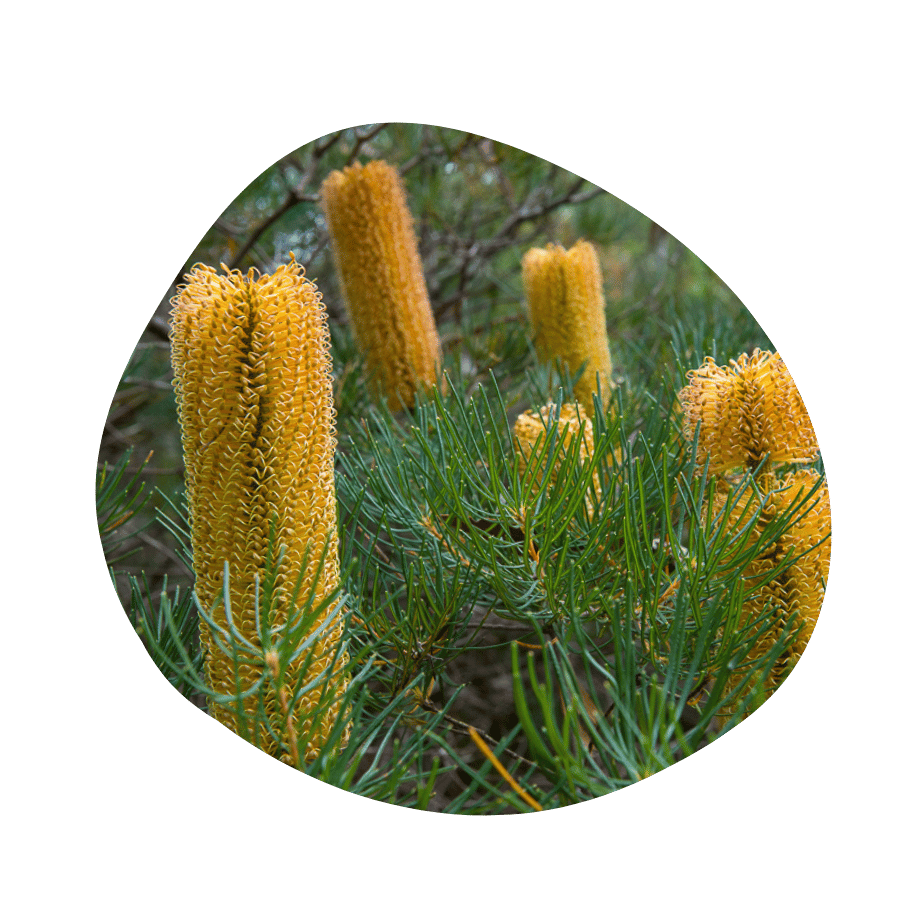 Bottlebrush