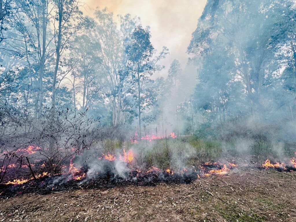 Cool burning Country. Grass understory alight and smoking up through the trees.