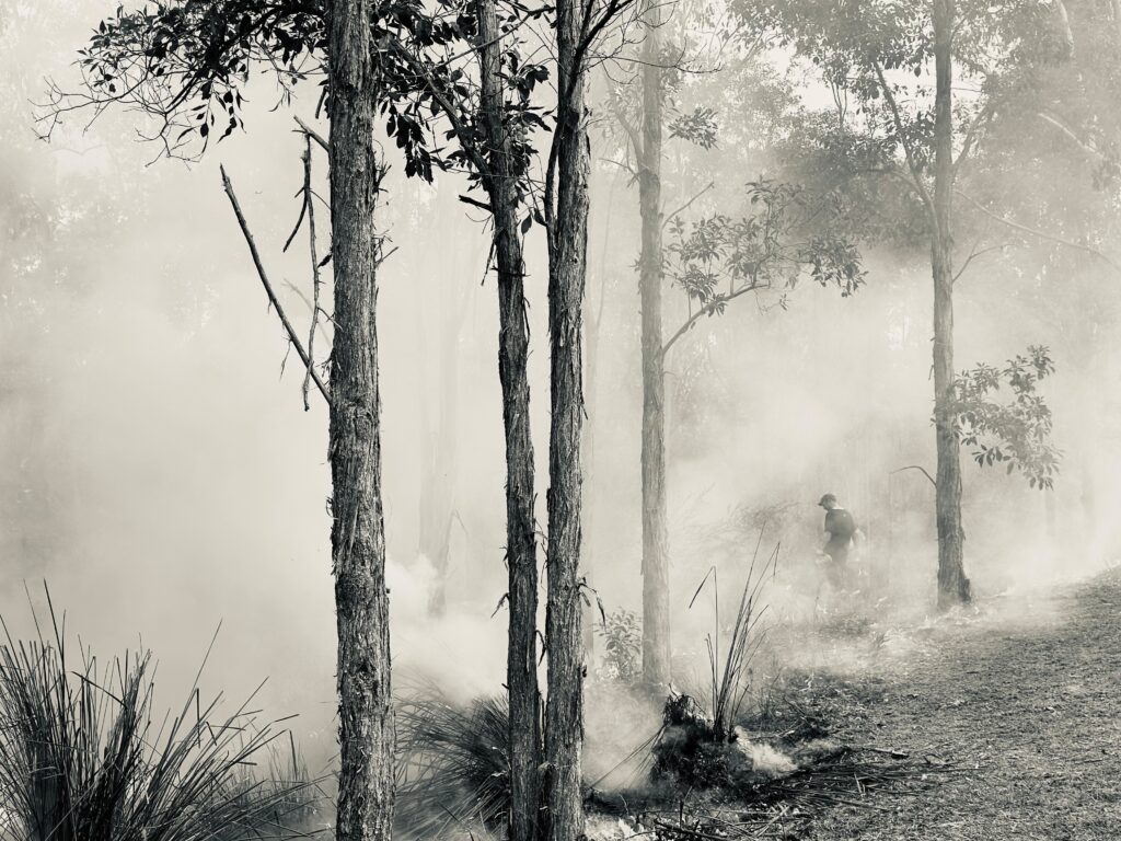 An Aboriginal man treats his Country with cultural fire. He is enveloped in smoke rising through the trees.