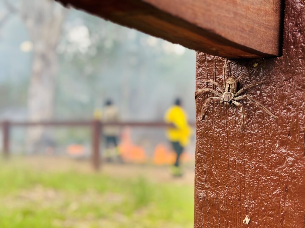 A spider on the fence watches on as Western Bundjalung rangers burn Country with cultural fire.